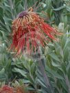 Leucospermum reflexum