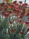 Leucospermum reflexum