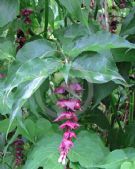 Leycesteria formosa