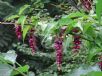 Leycesteria formosa