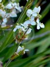 Libertia formosa