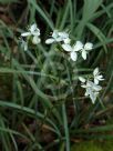 Libertia formosa