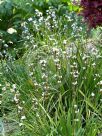 Libertia formosa