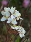 Libertia grandiflora