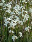 Libertia grandiflora