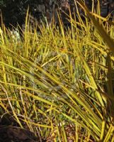 Libertia ixioides Goldfinger