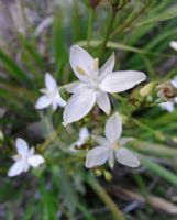 Libertia paniculata