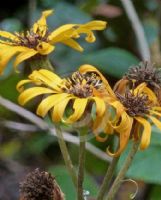 Ligularia dentata