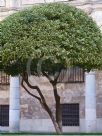 Ligustrum lucidum Excelsum Superbum