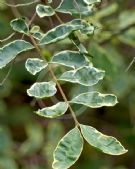 Ligustrum sinense Variegatum