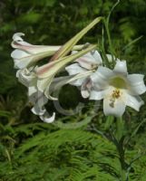 Lilium formosanum