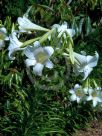 Lilium longiflorum