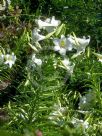 Lilium longiflorum