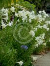 Lilium longiflorum