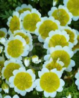 Limnanthes douglasii