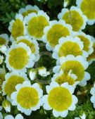 Limnanthes douglasii