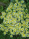 Limnanthes douglasii