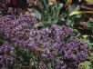 Limonium perezii