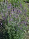 Linaria purpurea