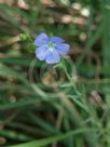 Linum marginale