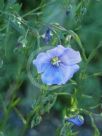 Linum perenne