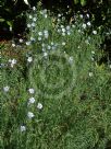 Linum perenne