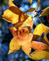 Liquidambar formosana