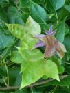 Liquidambar formosana