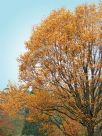 Liriodendron tulipifera Aureomarginatum