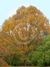 Liriodendron tulipifera Aureomarginatum