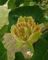 Liriodendron tulipifera