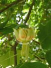 Liriodendron tulipifera