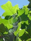 Liriodendron tulipifera