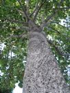 Liriodendron tulipifera