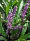 Liriope muscari Royal Purple