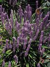 Liriope muscari