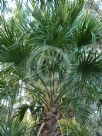 Livistona nitida