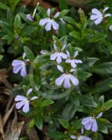 Lobelia anceps