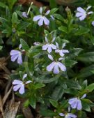 Lobelia anceps