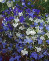 Lobelia erinus