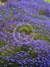 Lobelia erinus