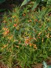 Lobelia laxiflora