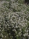 Lobularia maritima