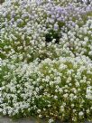 Lobularia maritima