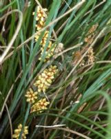 Lomandra confertifolia rubiginosa Seascape