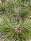 Lomandra confertifolia rubiginosa Seascape