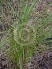 Lomandra confertifolia rubiginosa