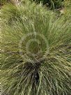 Lomandra fluviatilis