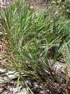 Lomandra glauca