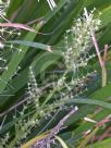 Lomandra hystrix